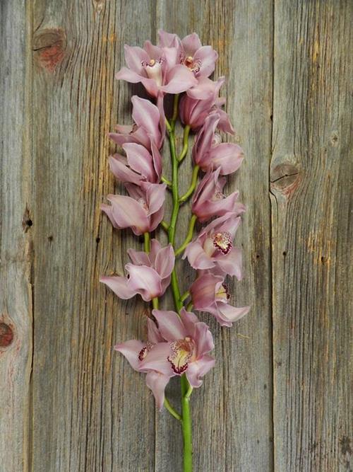  PINK CYMBIDIUM